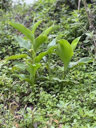 Diverse crops thriving in a natural setting.