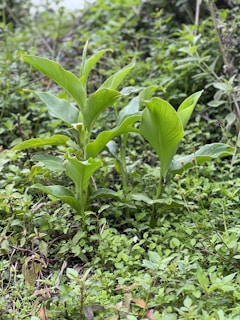 A vibrant field of mucuna pruriens plants growing in a tropical environment.