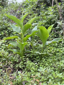 Diverse crops thriving in a natural setting.