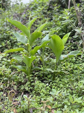 Close-up of vibrant native plants thriving in the school’s environmental preservation area.
