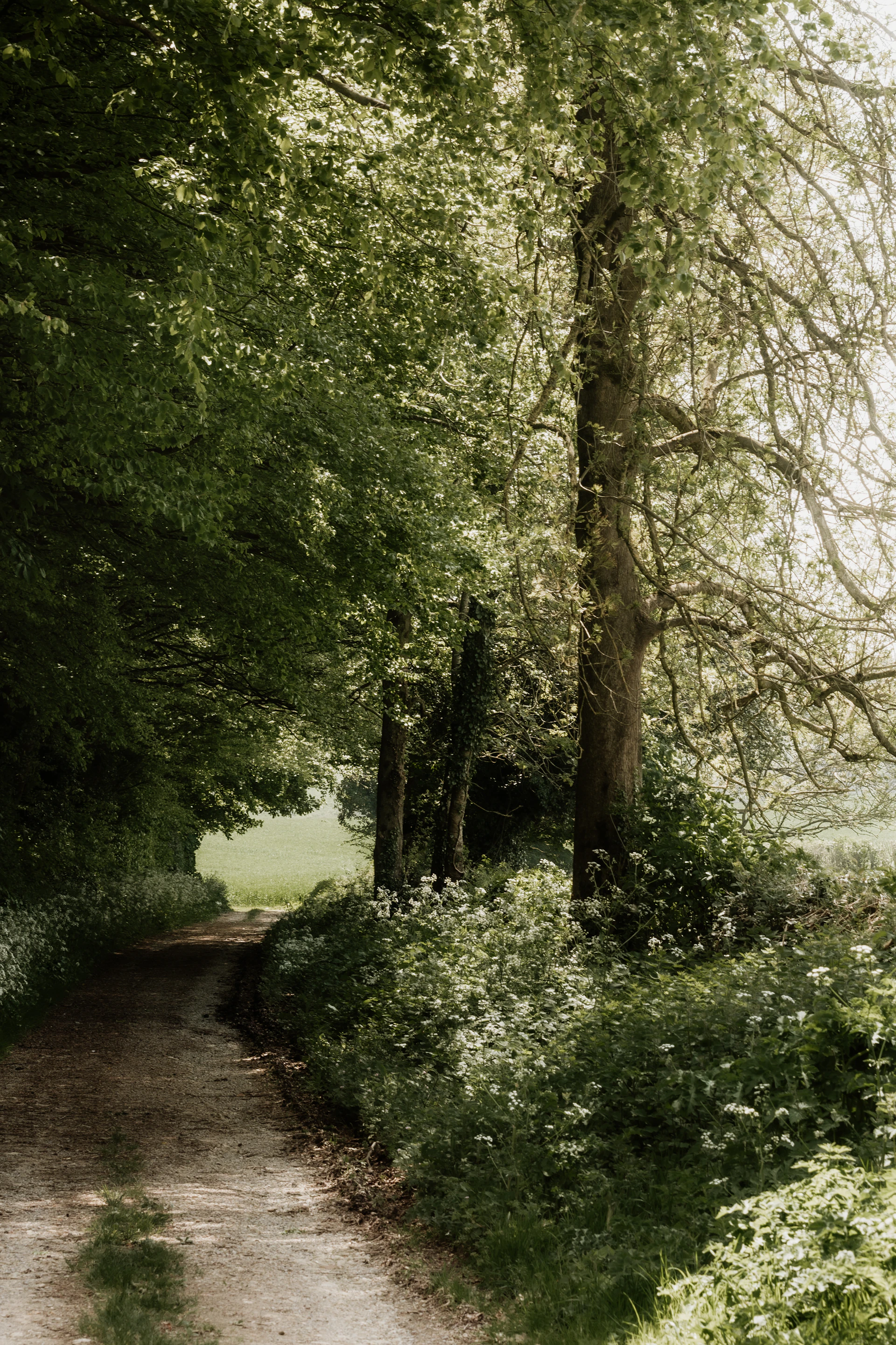 a dirt road in the middle of a lush green forest