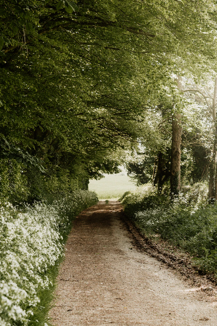 a dirt road surrounded by trees and white flowers