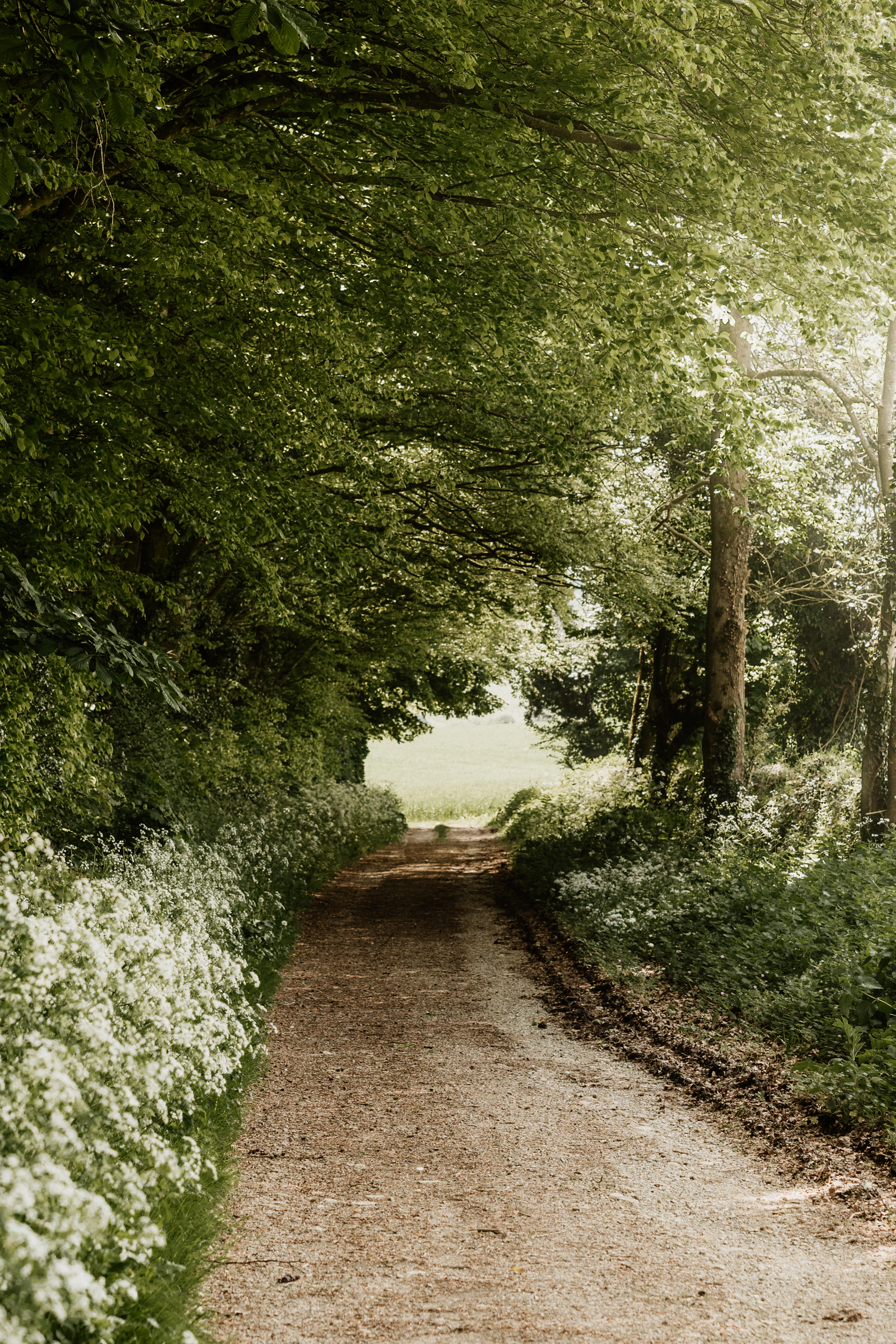 a dirt road surrounded by trees and white flowers