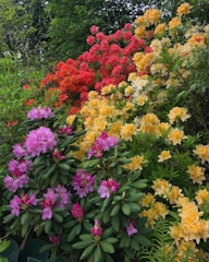 Close-up of vibrant flowering shrubs arranged in a decorative pattern.