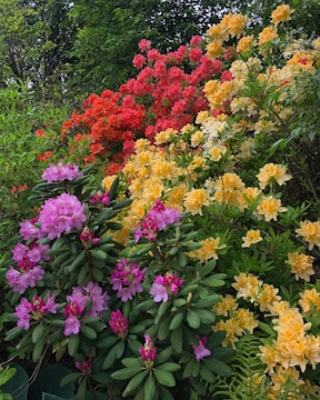 Close-up of vibrant flowering shrubs arranged in a decorative pattern.