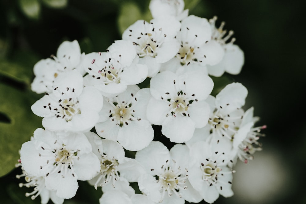 a bunch of white flowers with green leaves