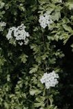 a bush with white flowers and green leaves