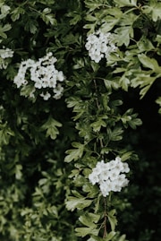 a bush with white flowers and green leaves