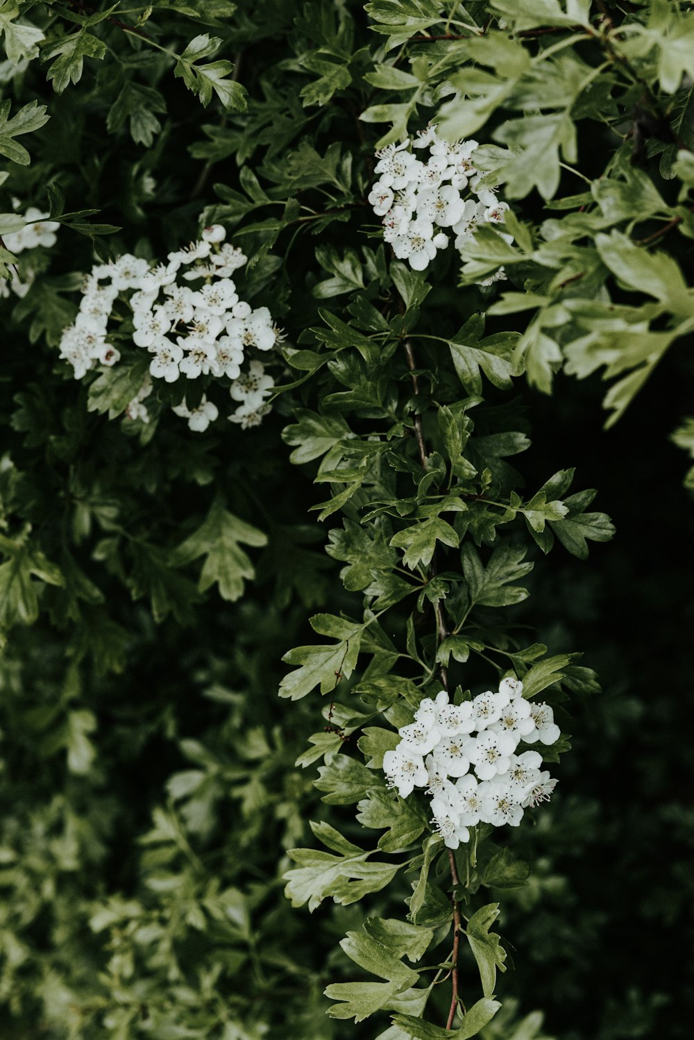 um arbusto com flores brancas e folhas verdes