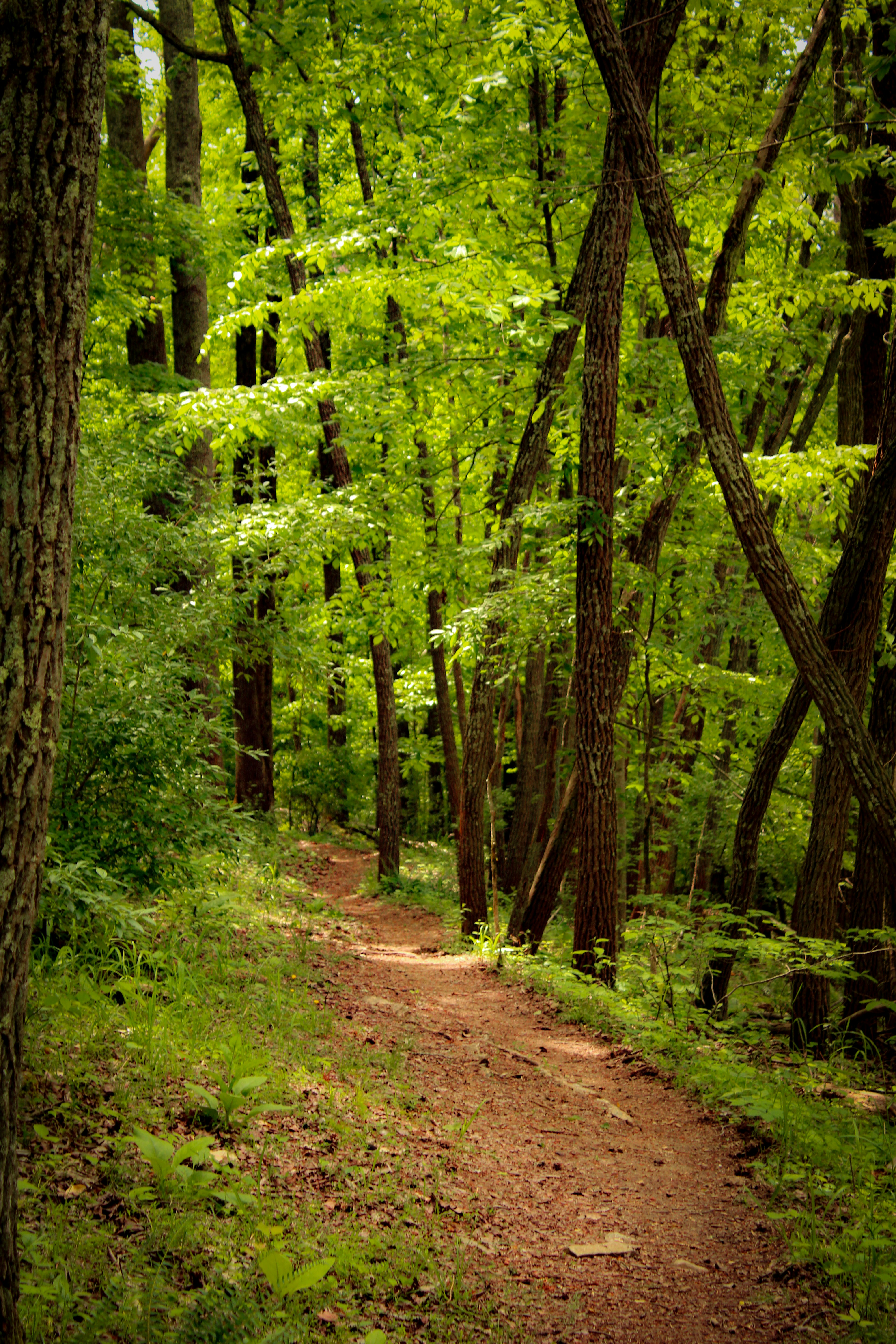 a dirt path in the middle of a forest