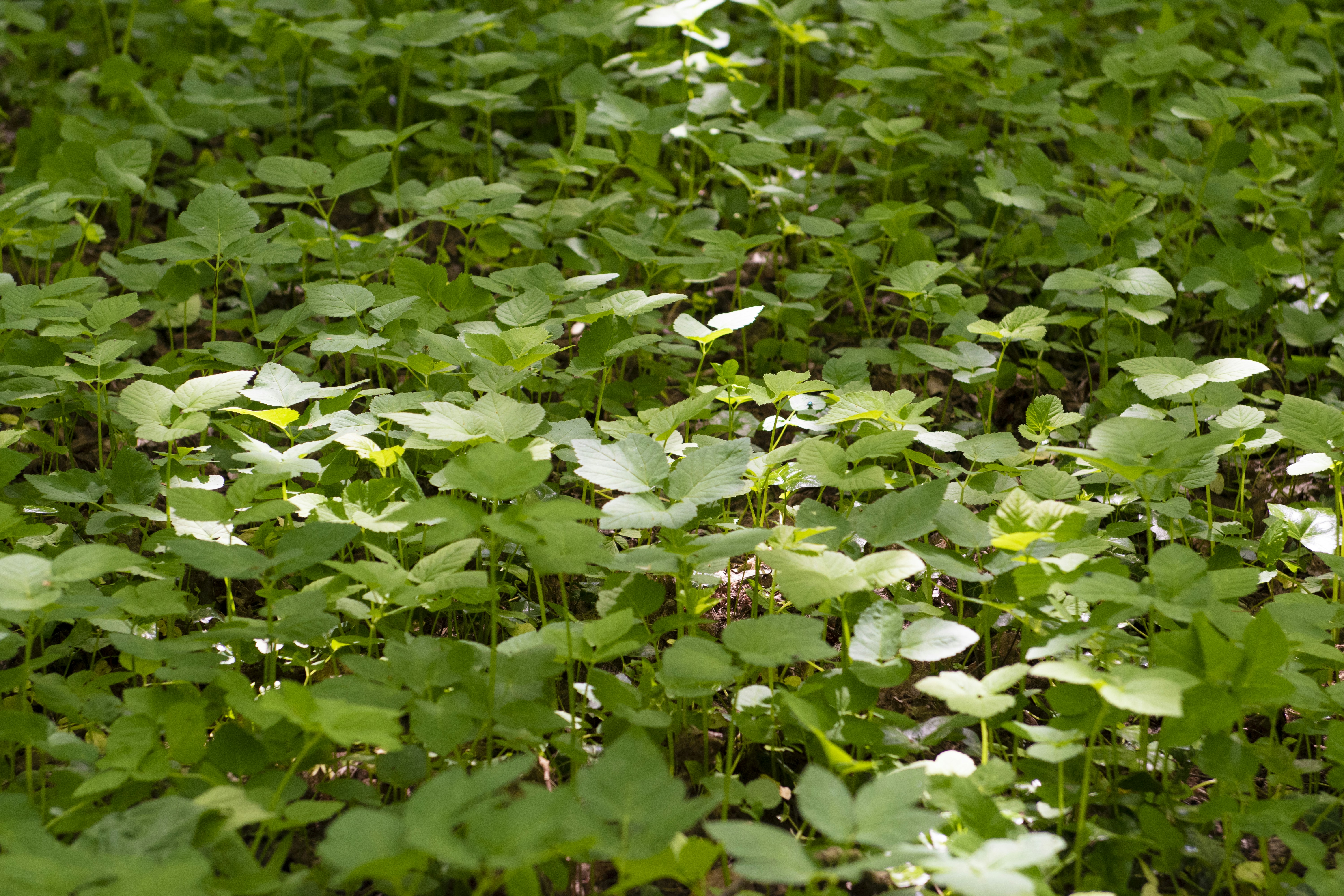 Afbeelding van Zevenaar