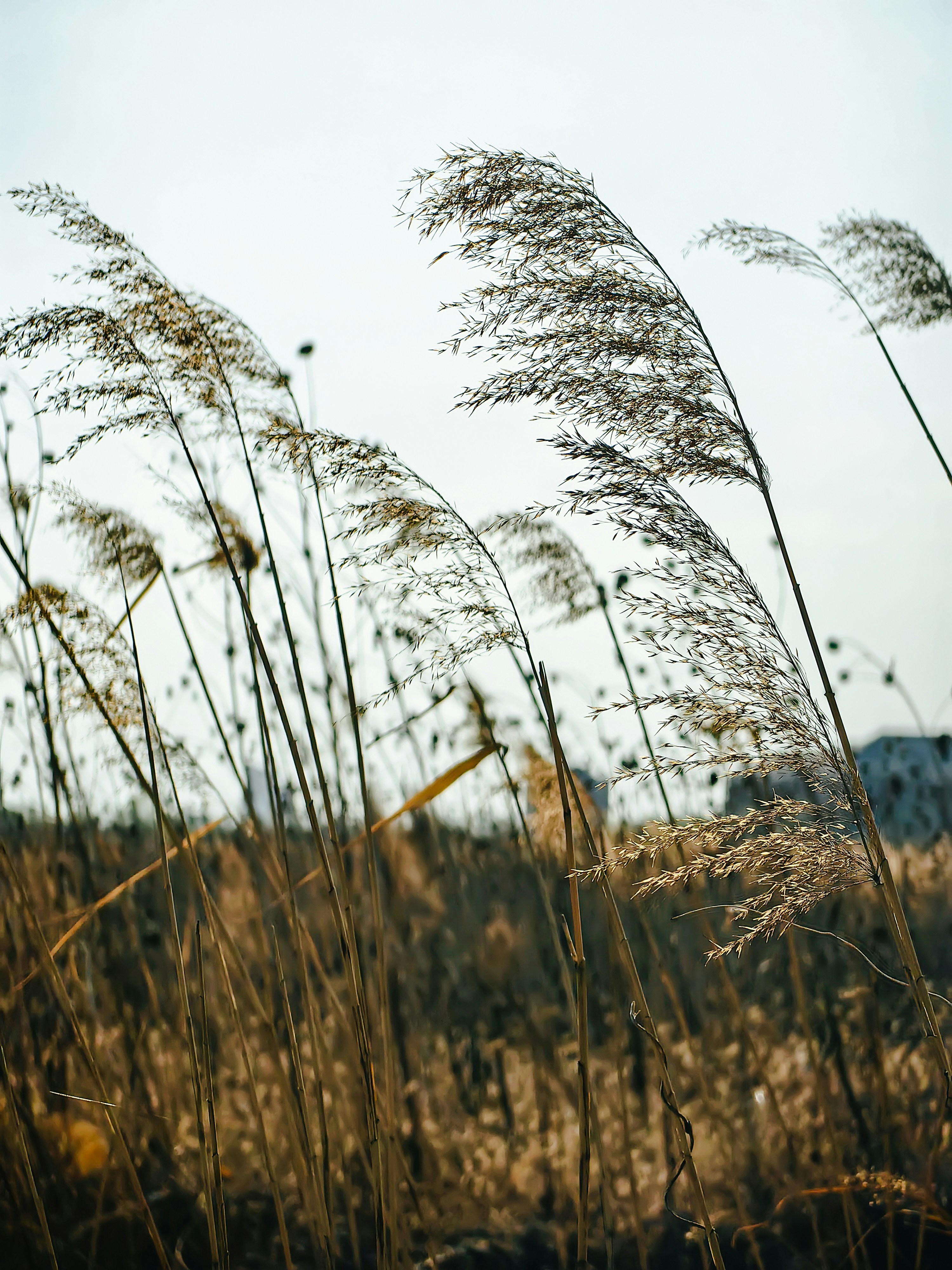 Smart Toxicity Scanning