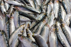 A large group of fresh fish are densely packed together, their shiny scales reflecting light. The fish are placed over ice, suggesting they are being kept cool and fresh. The iridescent scales have hues of silver and blue.