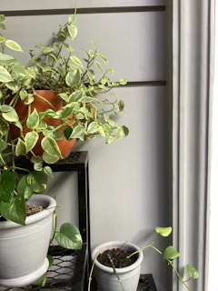 An indoor scene featuring verduranest’s mixed collection of plant stands and holders arranged artfully