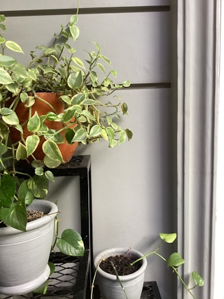 A collection of potted plants, including a larger plant with variegated leaves in an orange pot placed on a black metal stand, as well as smaller plants in gray pots arranged on different levels of the stand. The background wall is light gray and slatted, and the scene appears to have natural light.