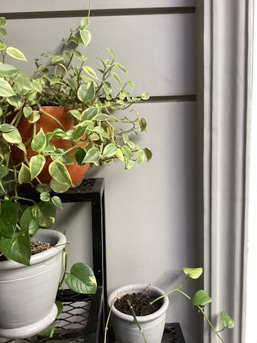 A collection of potted plants, including a larger plant with variegated leaves in an orange pot placed on a black metal stand, as well as smaller plants in gray pots arranged on different levels of the stand. The background wall is light gray and slatted, and the scene appears to have natural light.