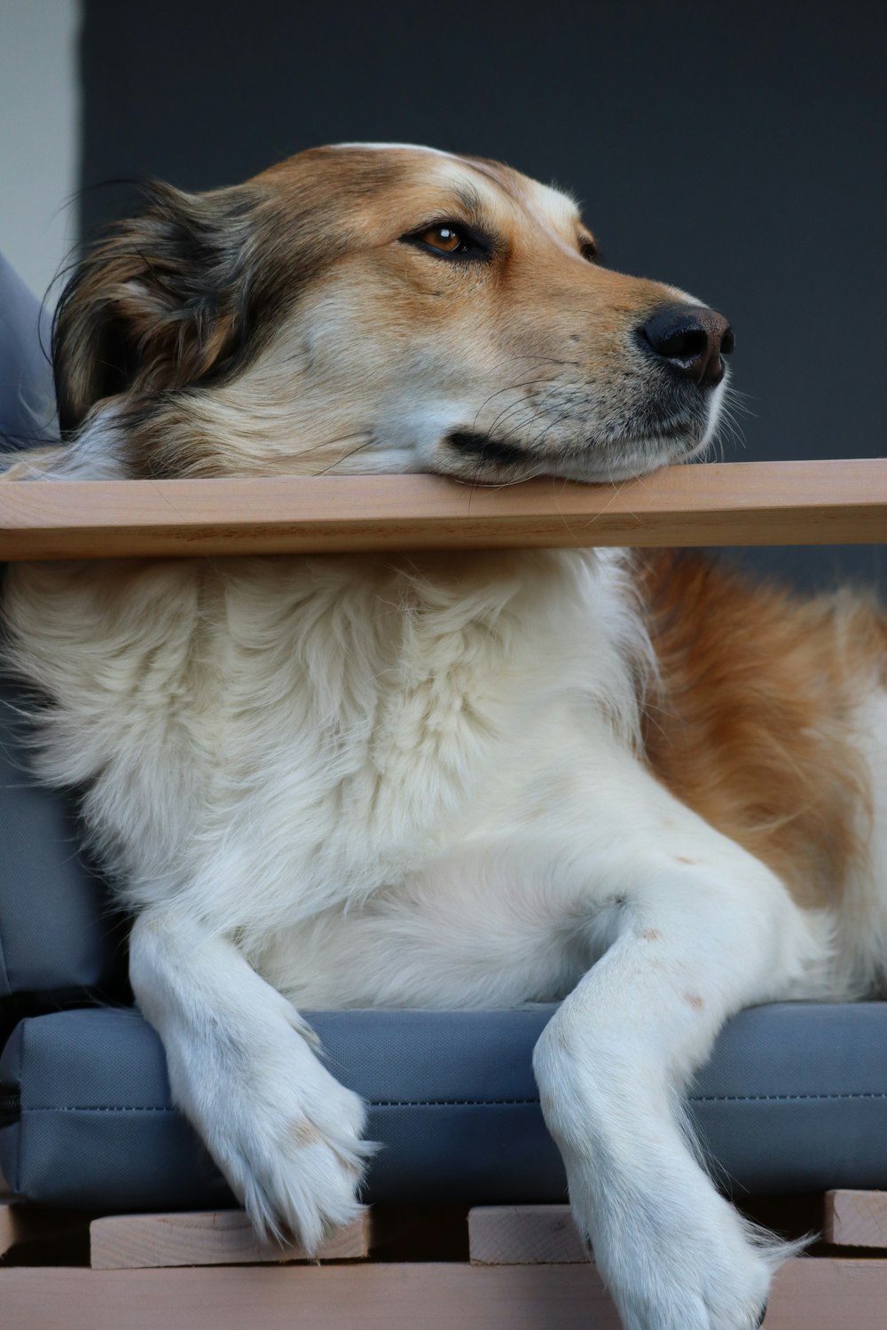 ein braun-weißer Hund, der auf einem blauen Stuhl liegt