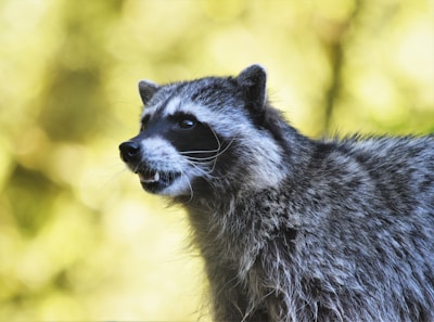 A raccoon is seen in profile against a blurred natural background. Its fur is grey with darker markings on the face, including a black mask around the eyes. The animal's pointed ears are upright, and its mouth is slightly open, revealing teeth. The lighting creates a soft, natural glow around the raccoon.