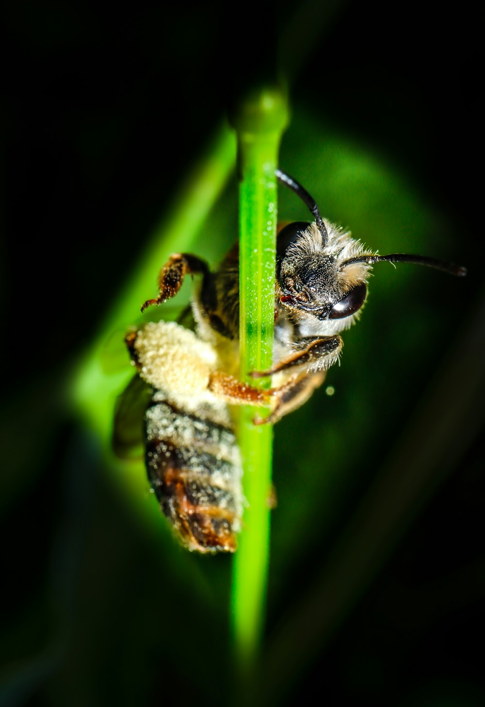 a close up of a bee on a plant