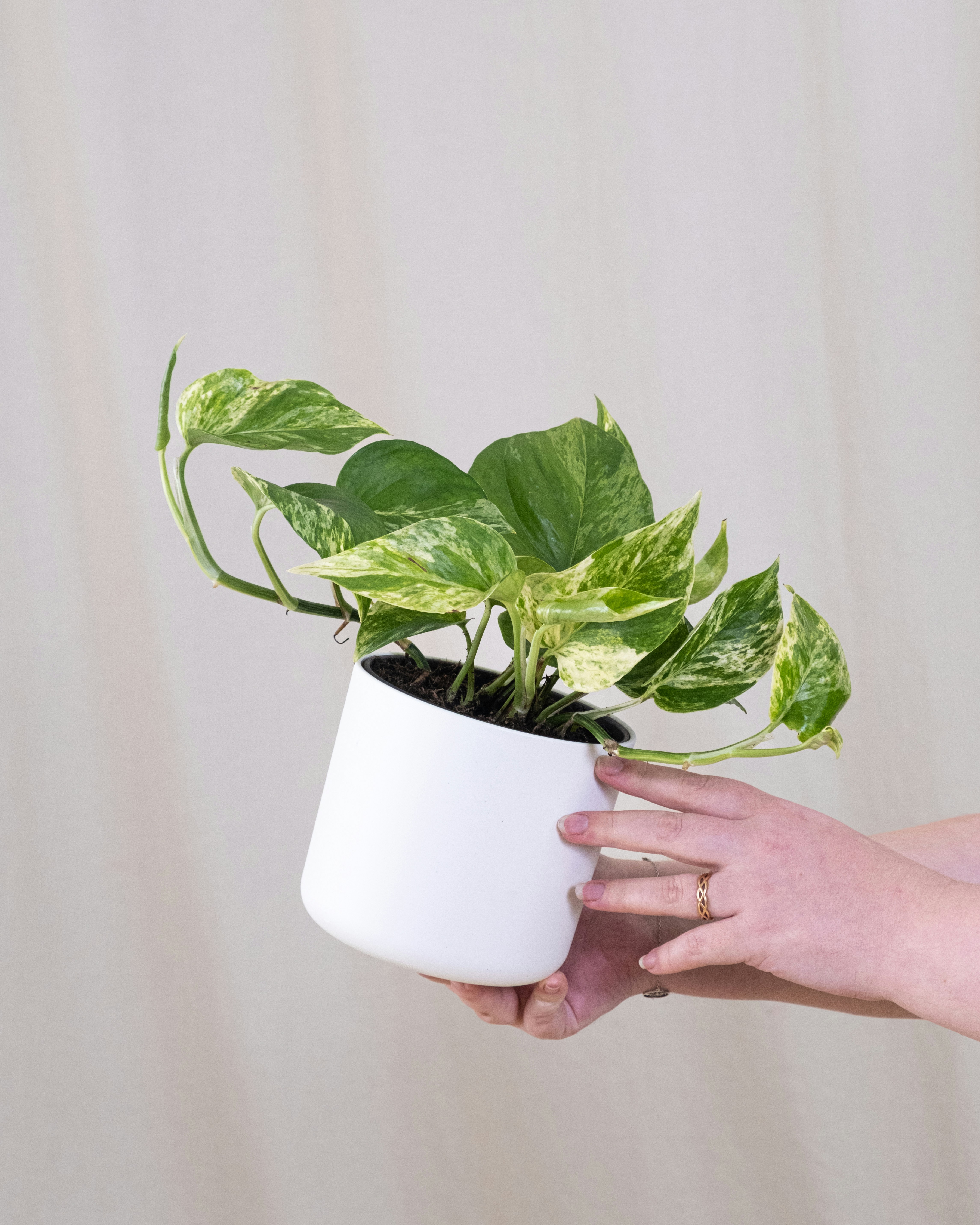 Photo by feeypflanzen