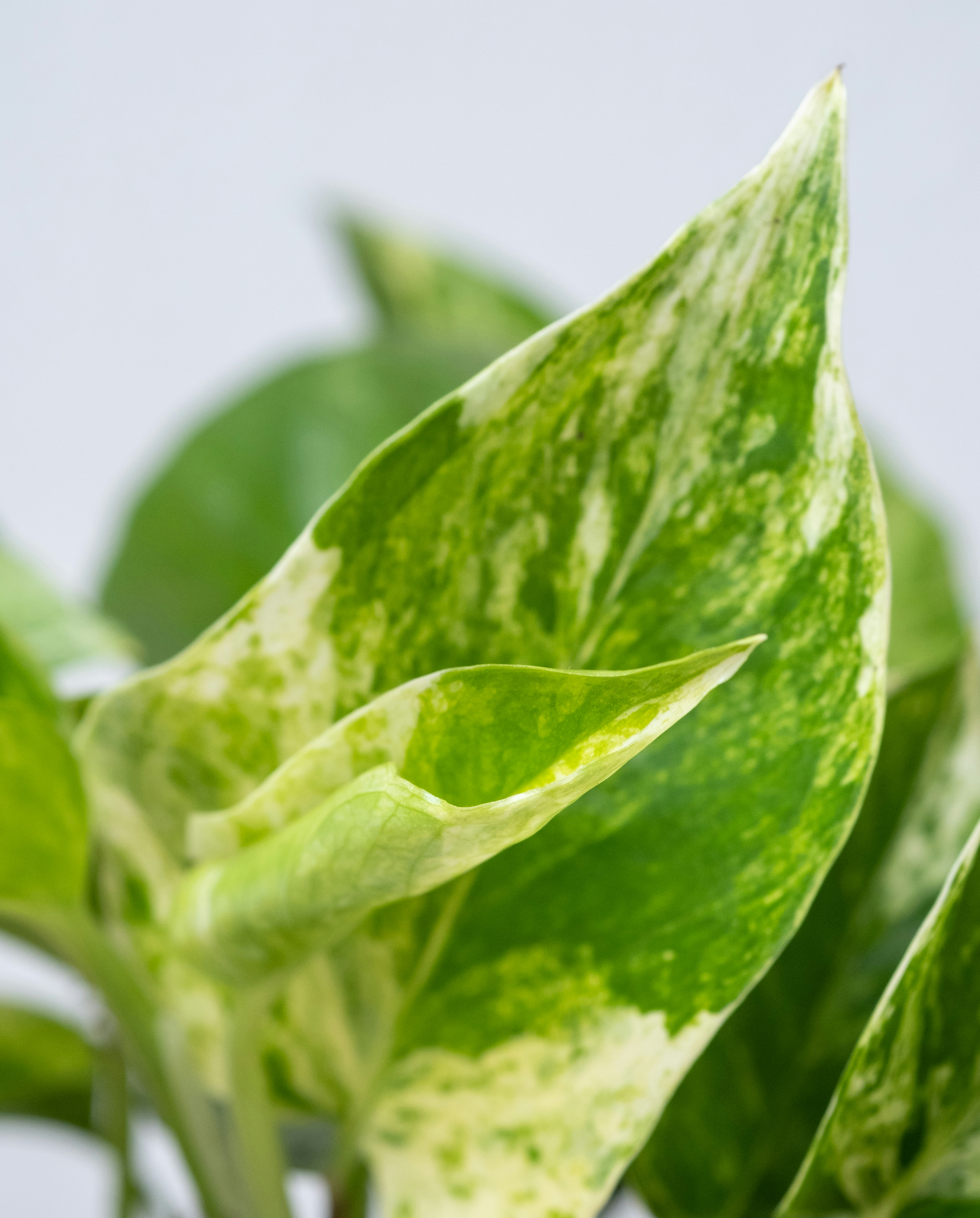 Photo by feeypflanzen