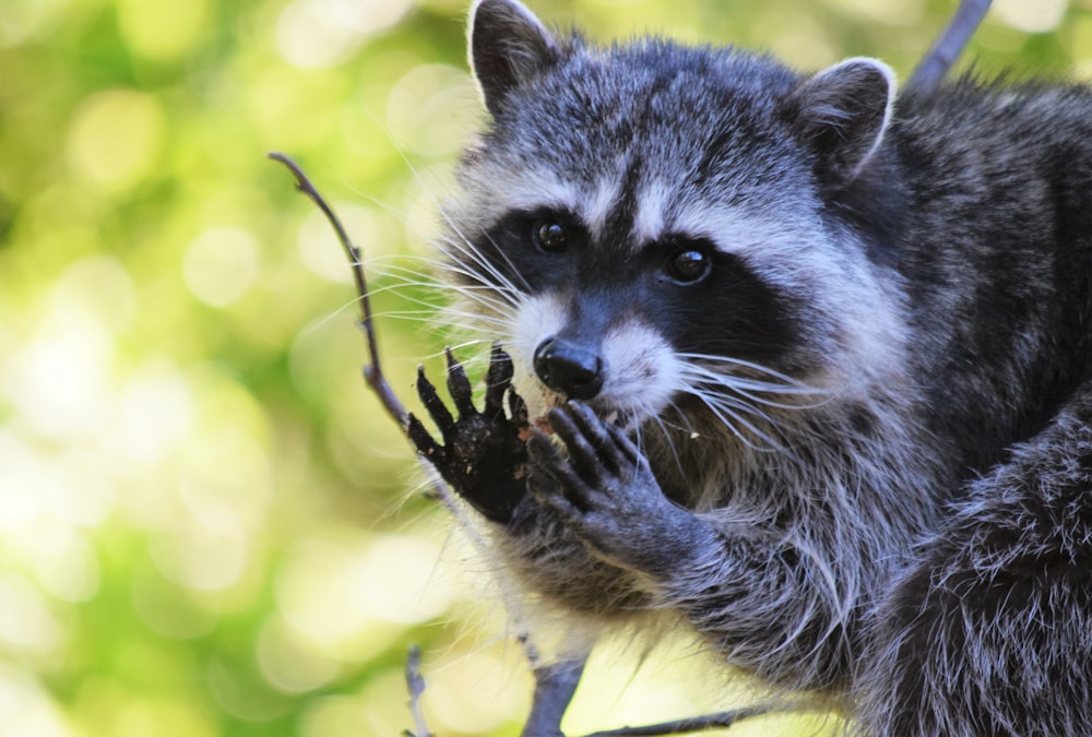 a raccoon eating a piece of food on a tree branch