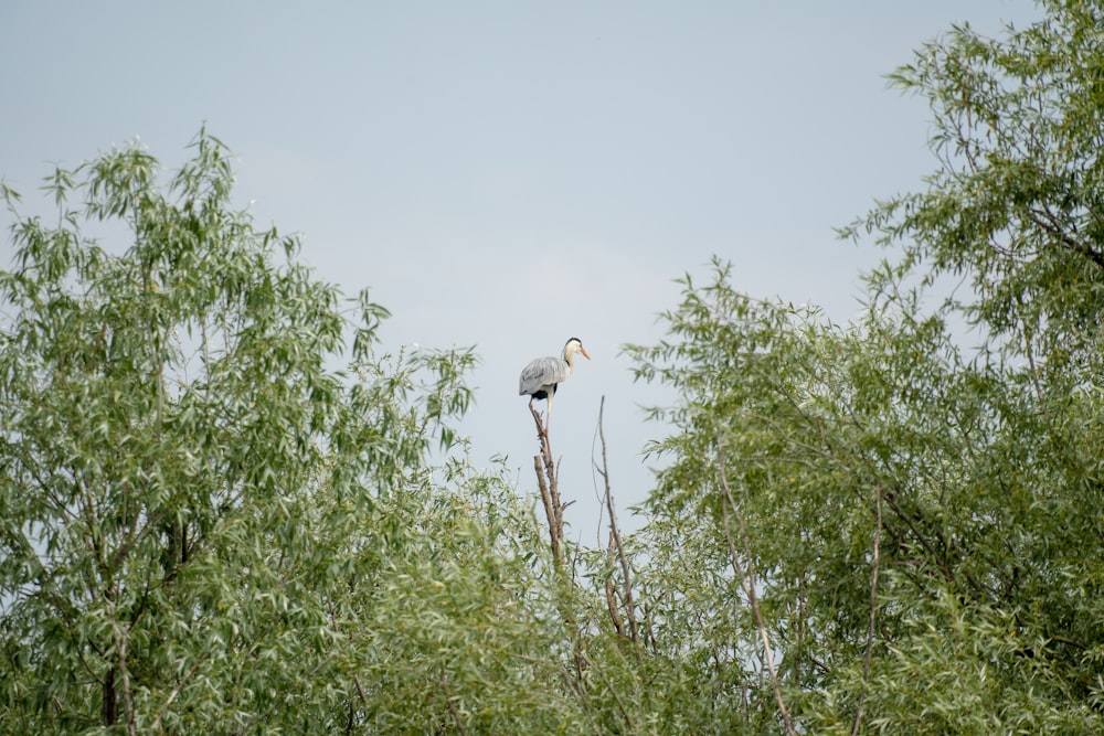 un oiseau assis au sommet d’une branche d’arbre