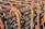 A close-up view of a grid structure made from rusted steel rebar, with each bar intricately twisted and held together by looping wire ties. The rusty texture and patina are clearly visible, indicating weathering and age.