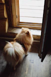 a small brown dog standing on top of a wooden floor
