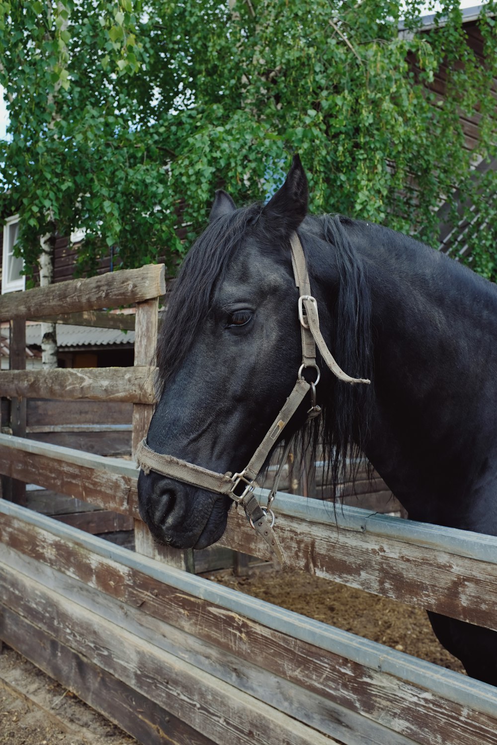 Black Horses Pictures  Download Free Images on Unsplash