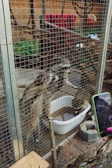 Three raccoons are in a wire cage, with two standing upright and peering out, while the third drinks from a white basin filled with water. Behind the cage, there are branches and a red blanket draped over a bar. In the foreground, a person holds a smartphone with a green case, aiming it at the raccoons.
