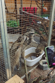 Three raccoons are in a wire cage, with two standing upright and peering out, while the third drinks from a white basin filled with water. Behind the cage, there are branches and a red blanket draped over a bar. In the foreground, a person holds a smartphone with a green case, aiming it at the raccoons.