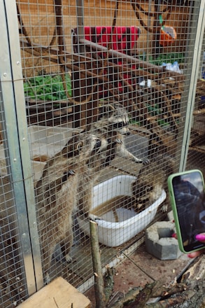 Three raccoons are in a wire cage, with two standing upright and peering out, while the third drinks from a white basin filled with water. Behind the cage, there are branches and a red blanket draped over a bar. In the foreground, a person holds a smartphone with a green case, aiming it at the raccoons.