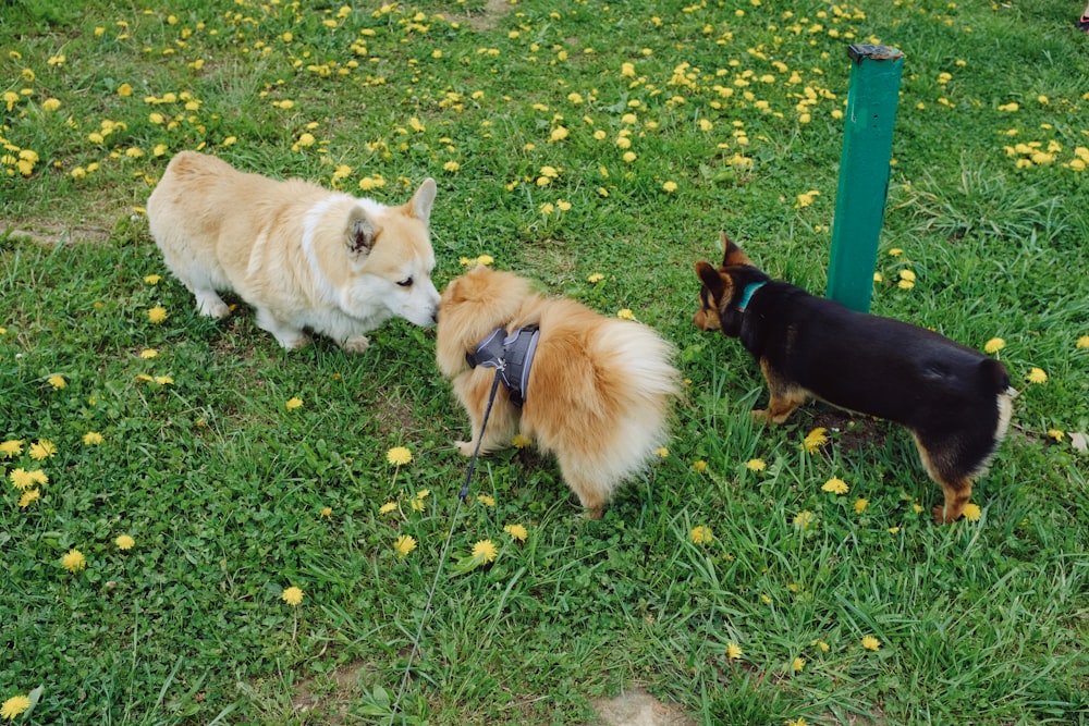 three small dogs playing with each other in the grass