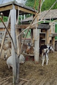 A rustic outdoor animal pen with various farm animals including goats and a pig. The structure is made of weathered wood and the background includes green trees and a wooden building with a shingled roof.