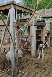 A fenced pasture with happy farm animals including pigs, goats, and chickens enjoying the outdoors.