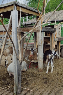 A rustic outdoor animal pen with various farm animals including goats and a pig. The structure is made of weathered wood and the background includes green trees and a wooden building with a shingled roof.