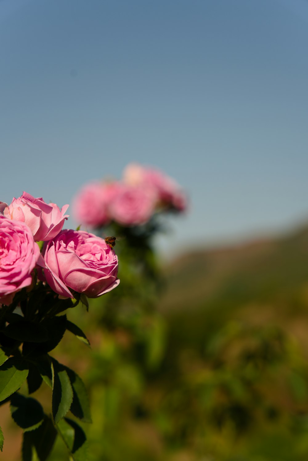 a bunch of pink roses in a field