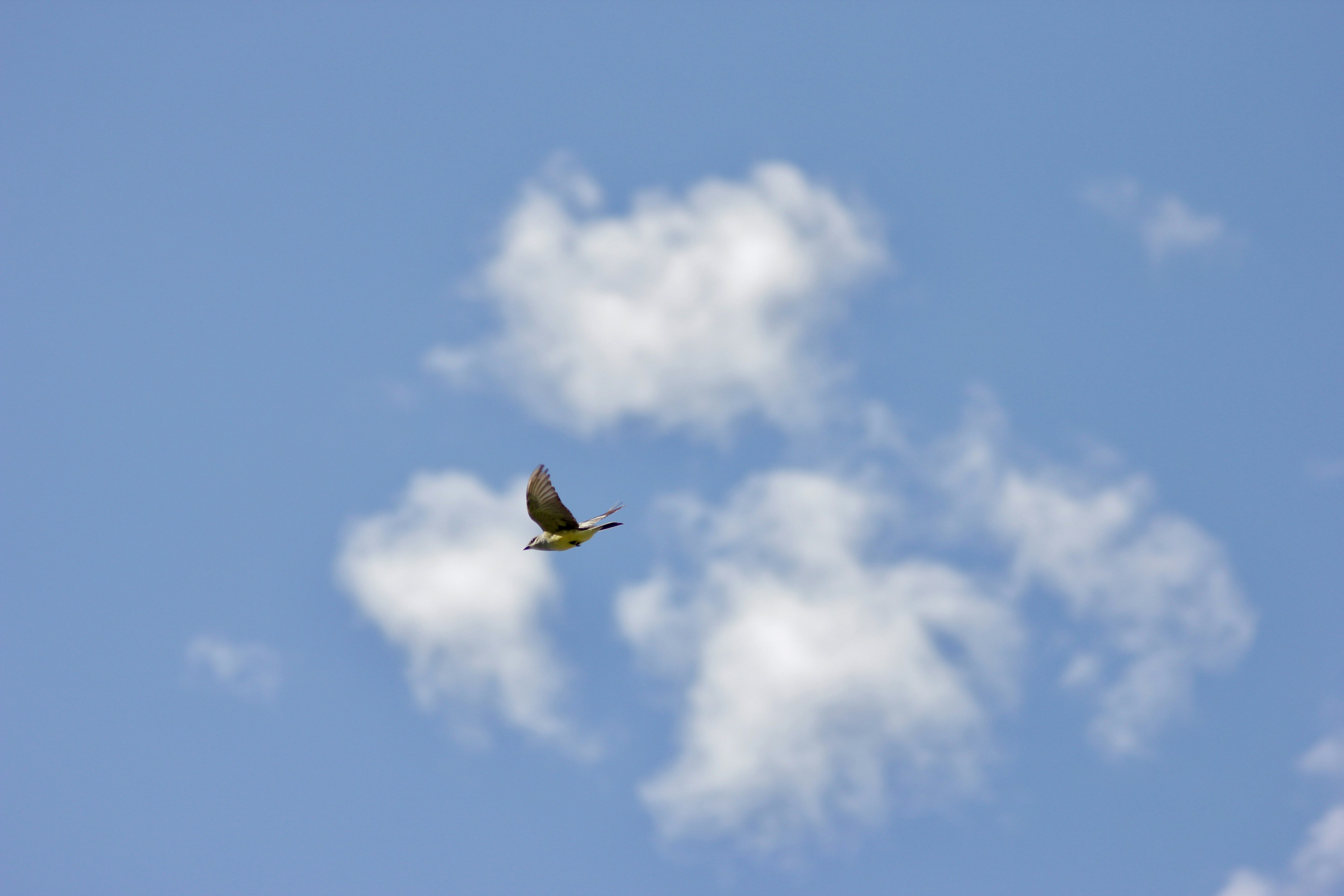 Photo by dcanadianphotographer