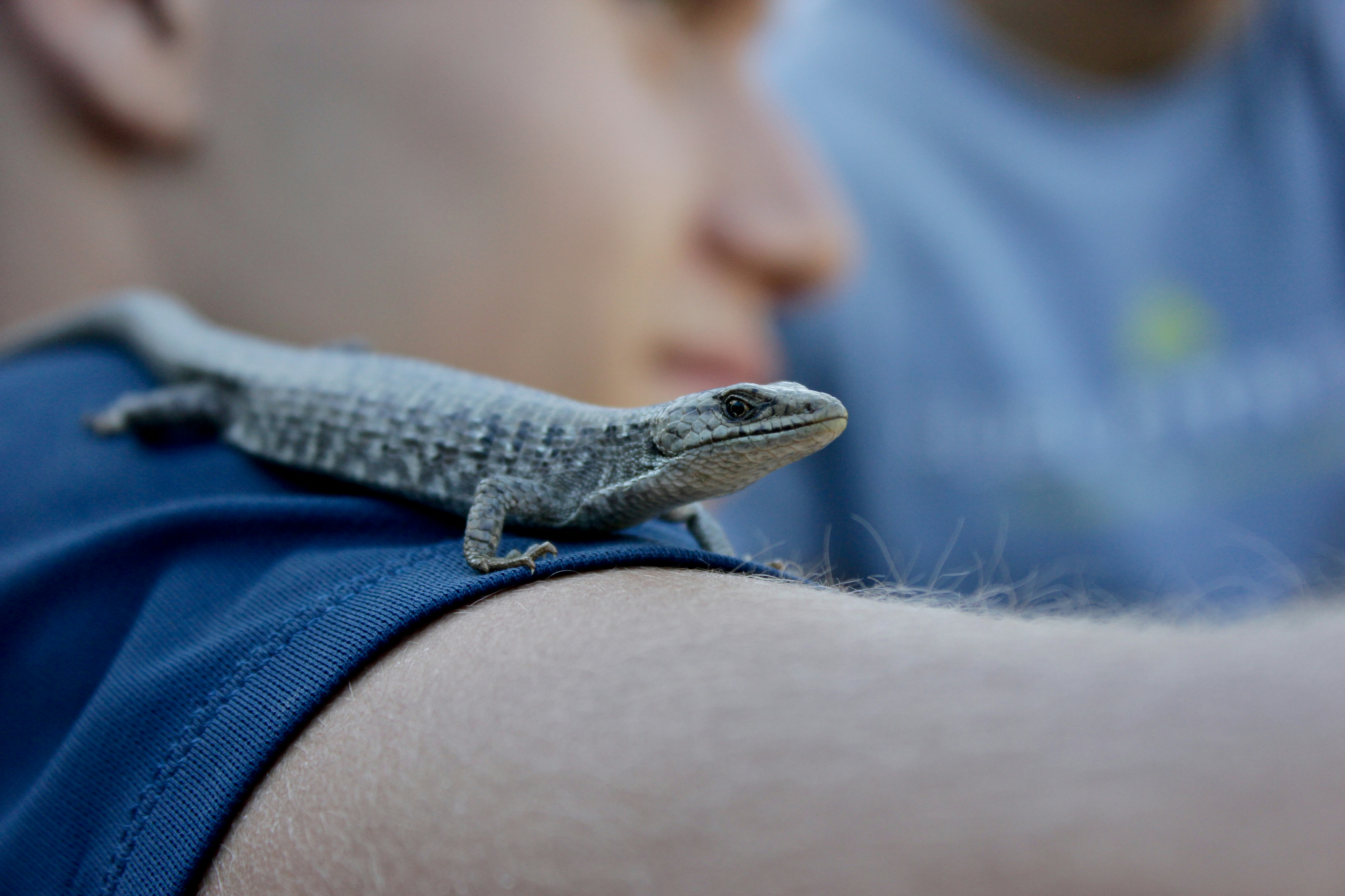 a man holding a small lizard on his arm