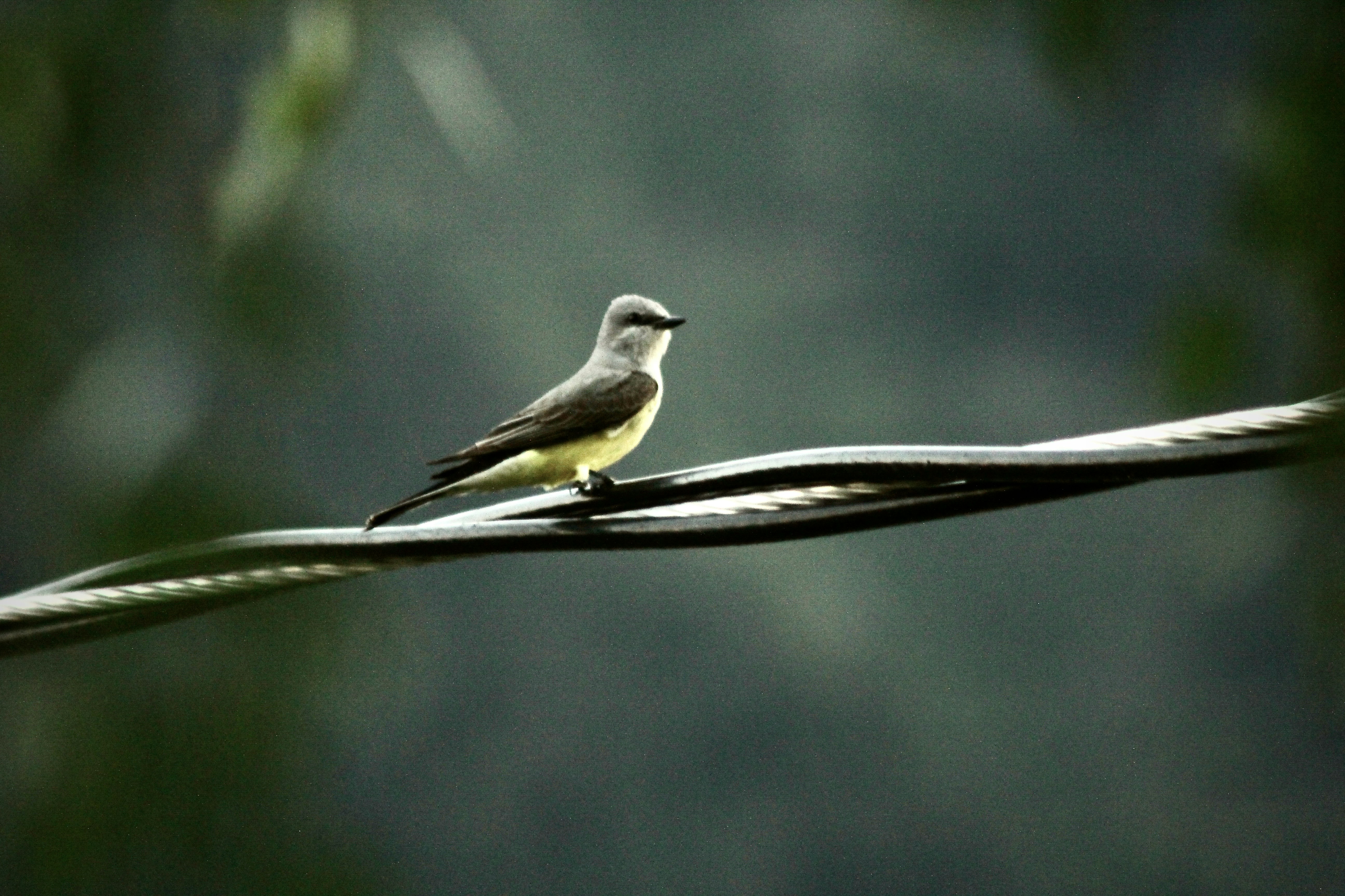 Photo by dcanadianphotographer