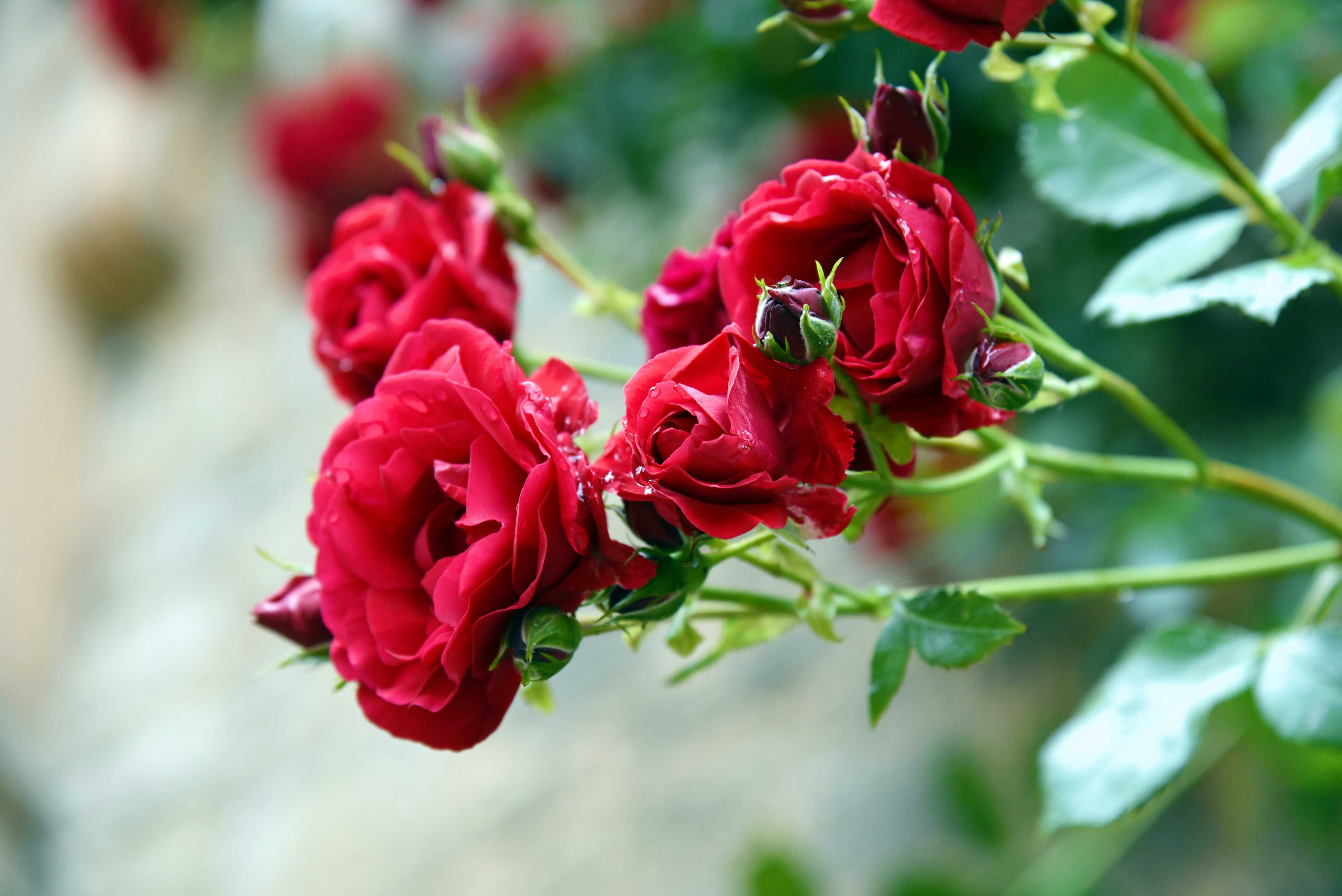 Photo by stefankroeger