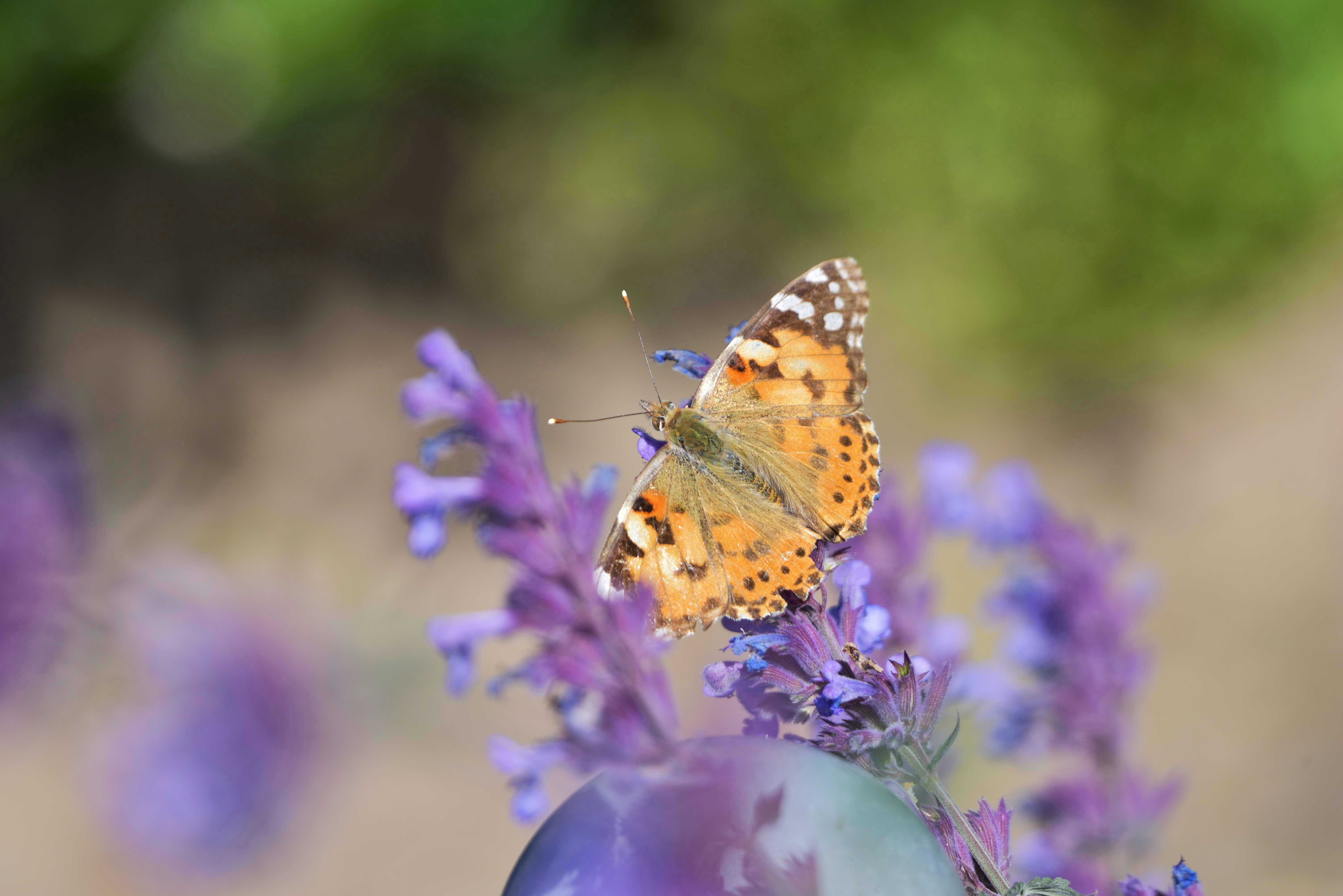 Photo by stefankroeger