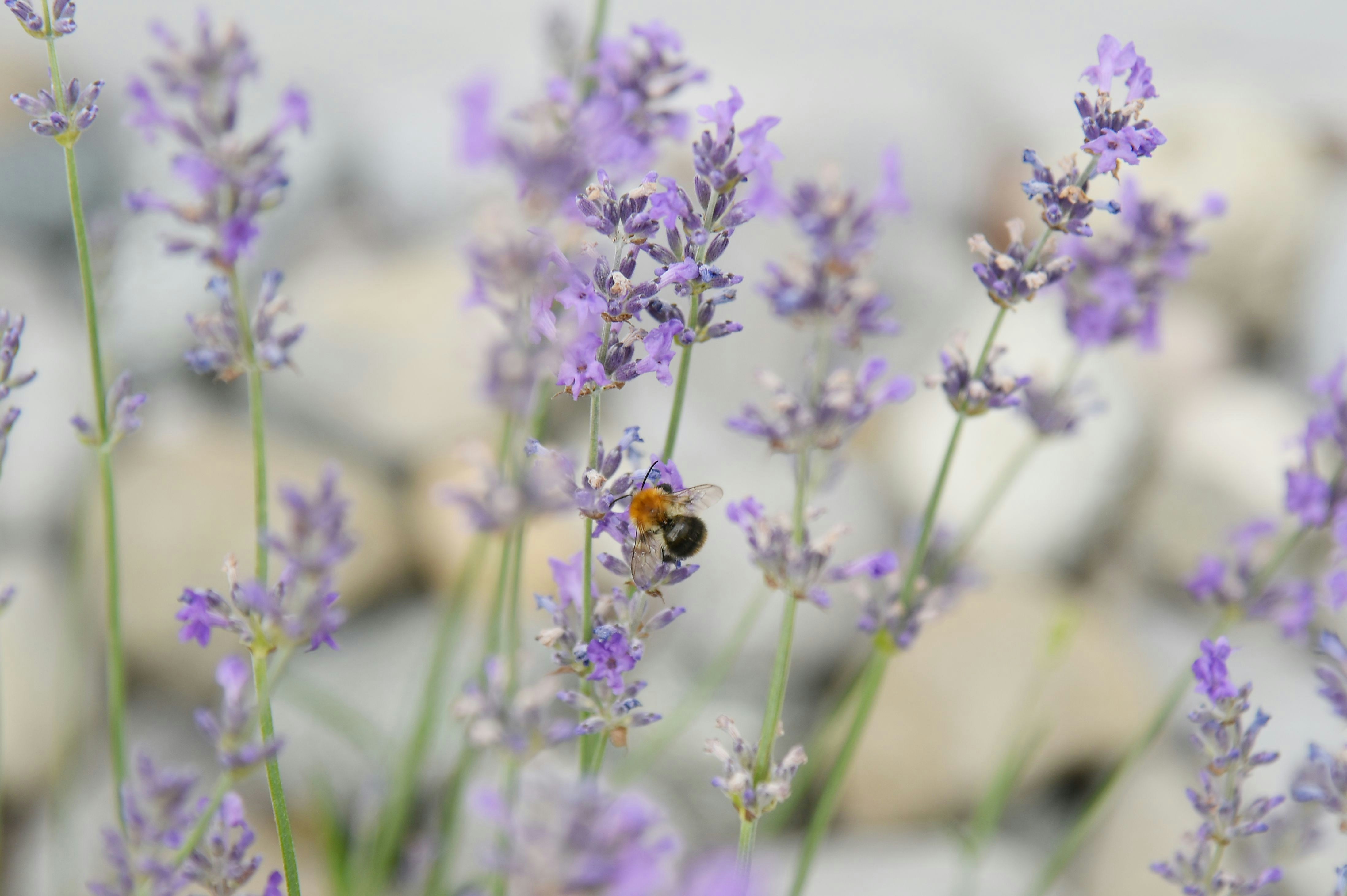 Photo by stefankroeger