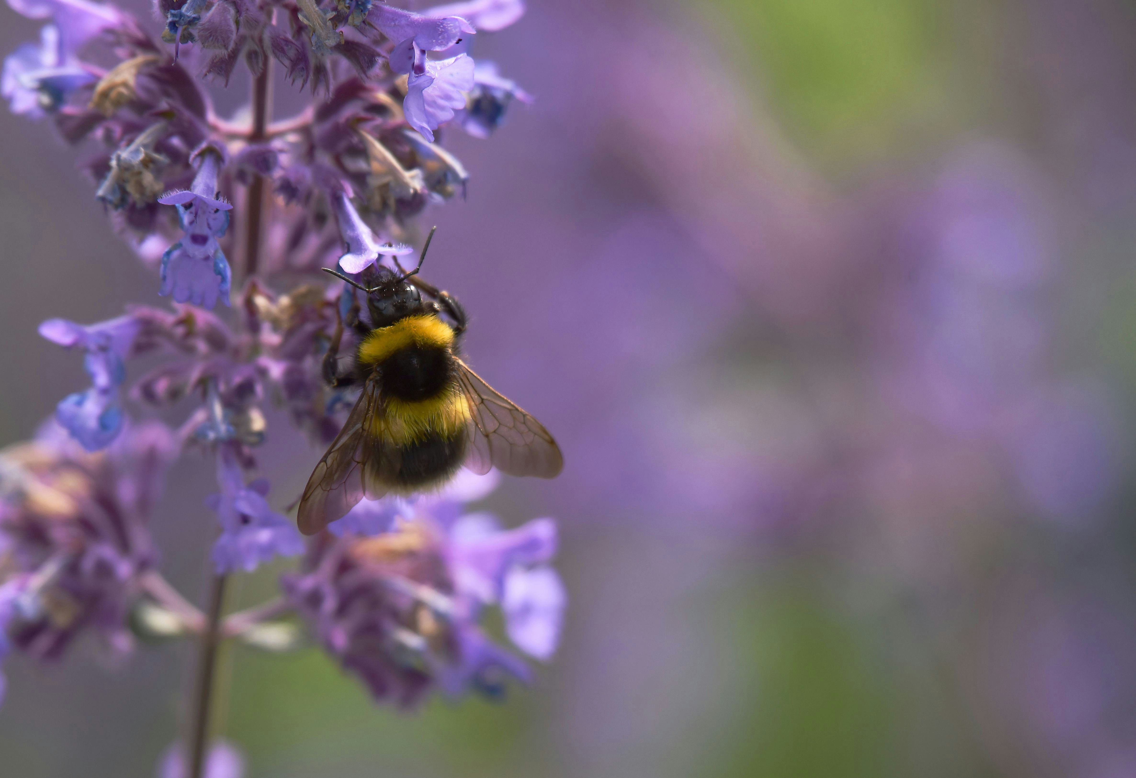 Photo by stefankroeger