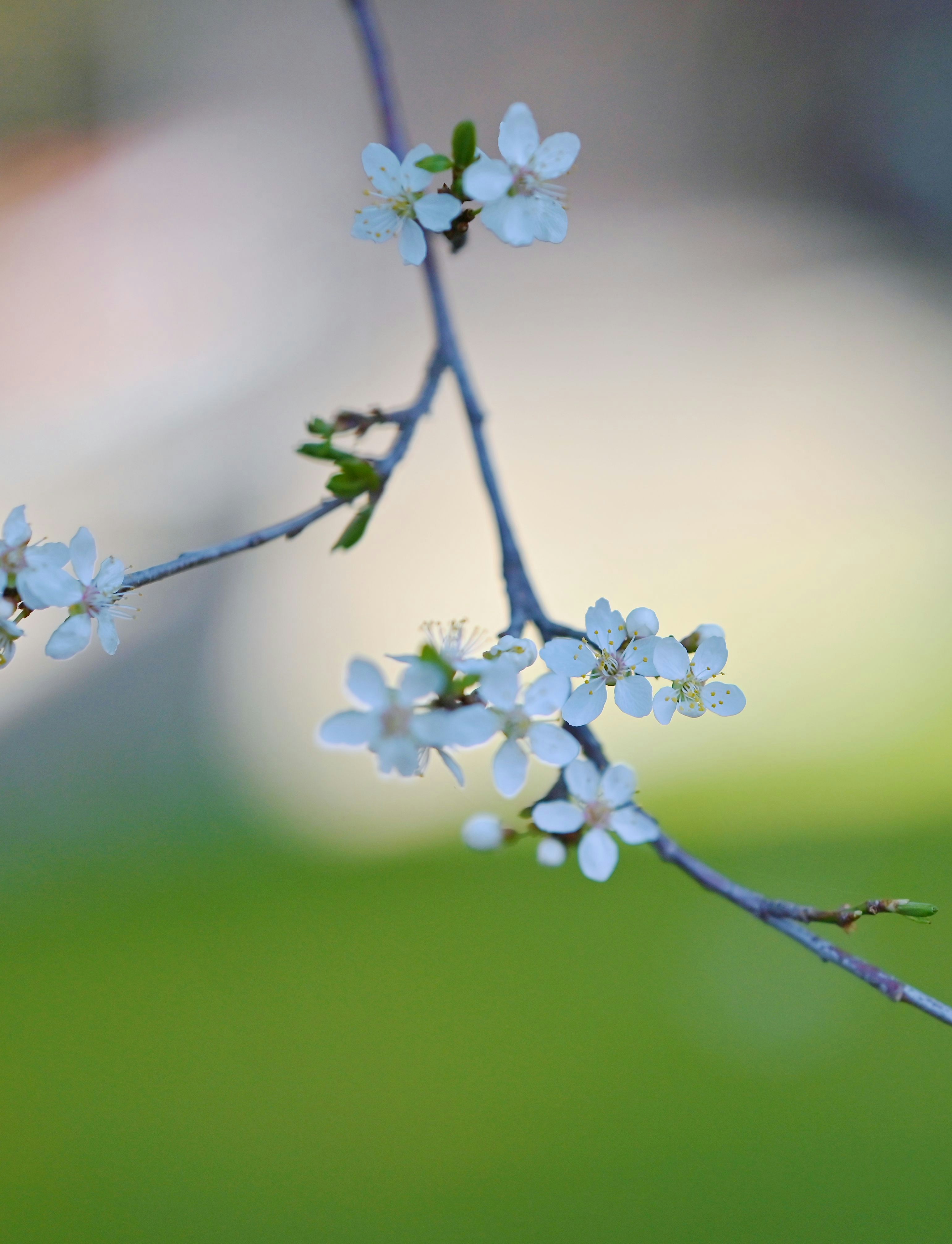 Photo by stefankroeger