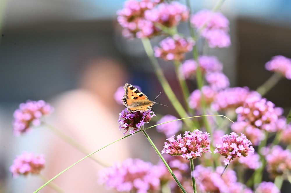 a butterfly sitting on a flower in a field