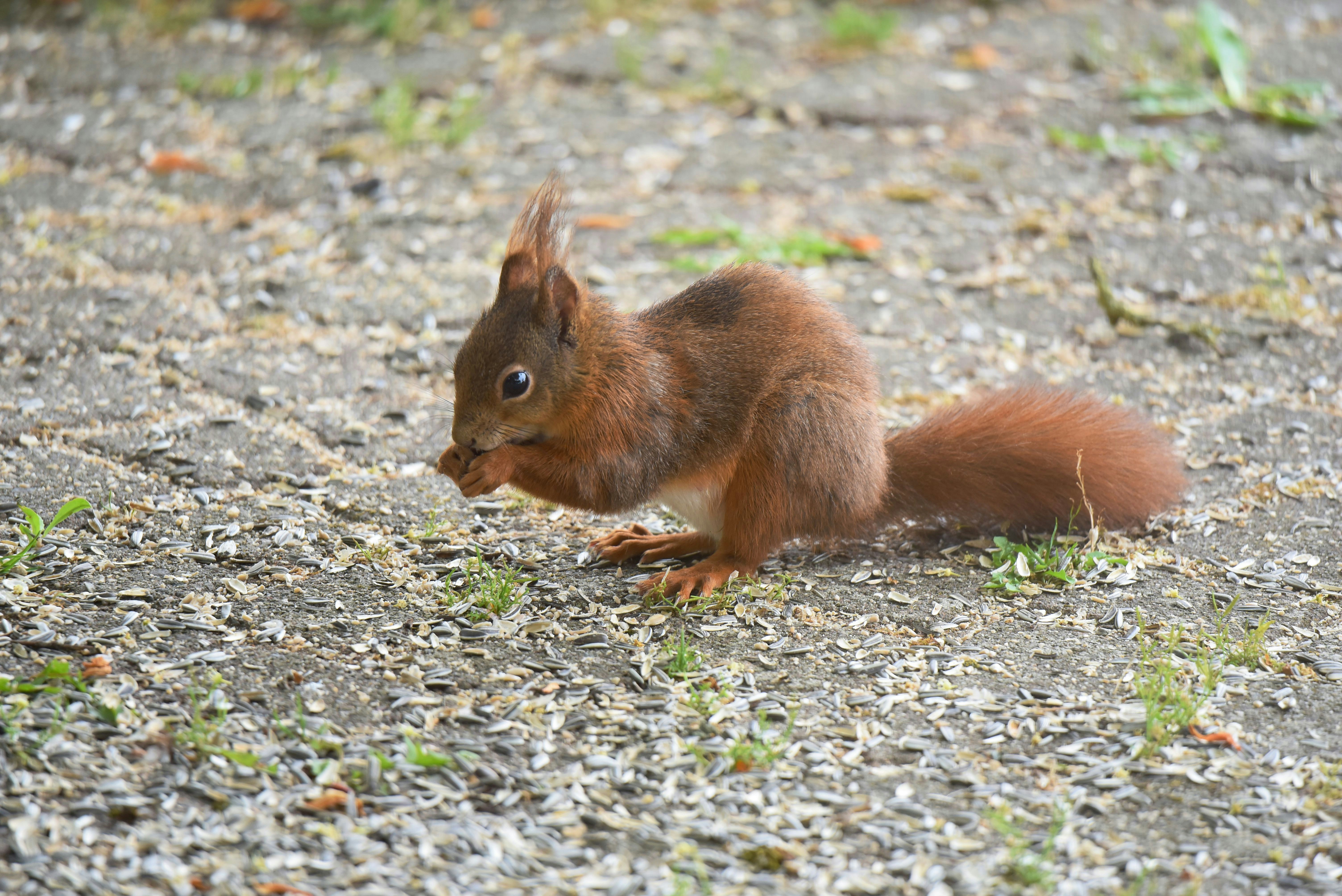 Photo by stefankroeger