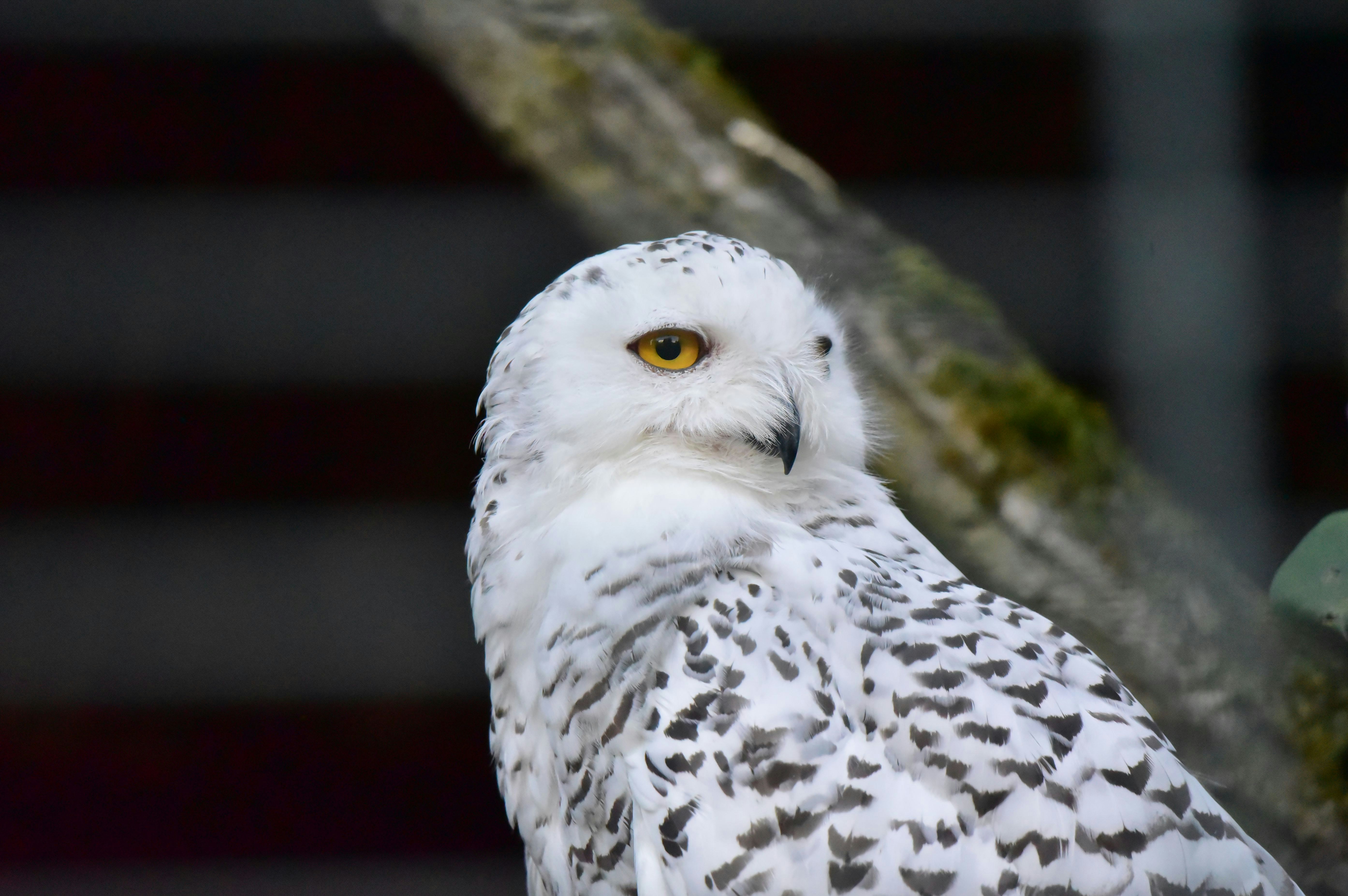 a white owl sitting on top of a tree branch