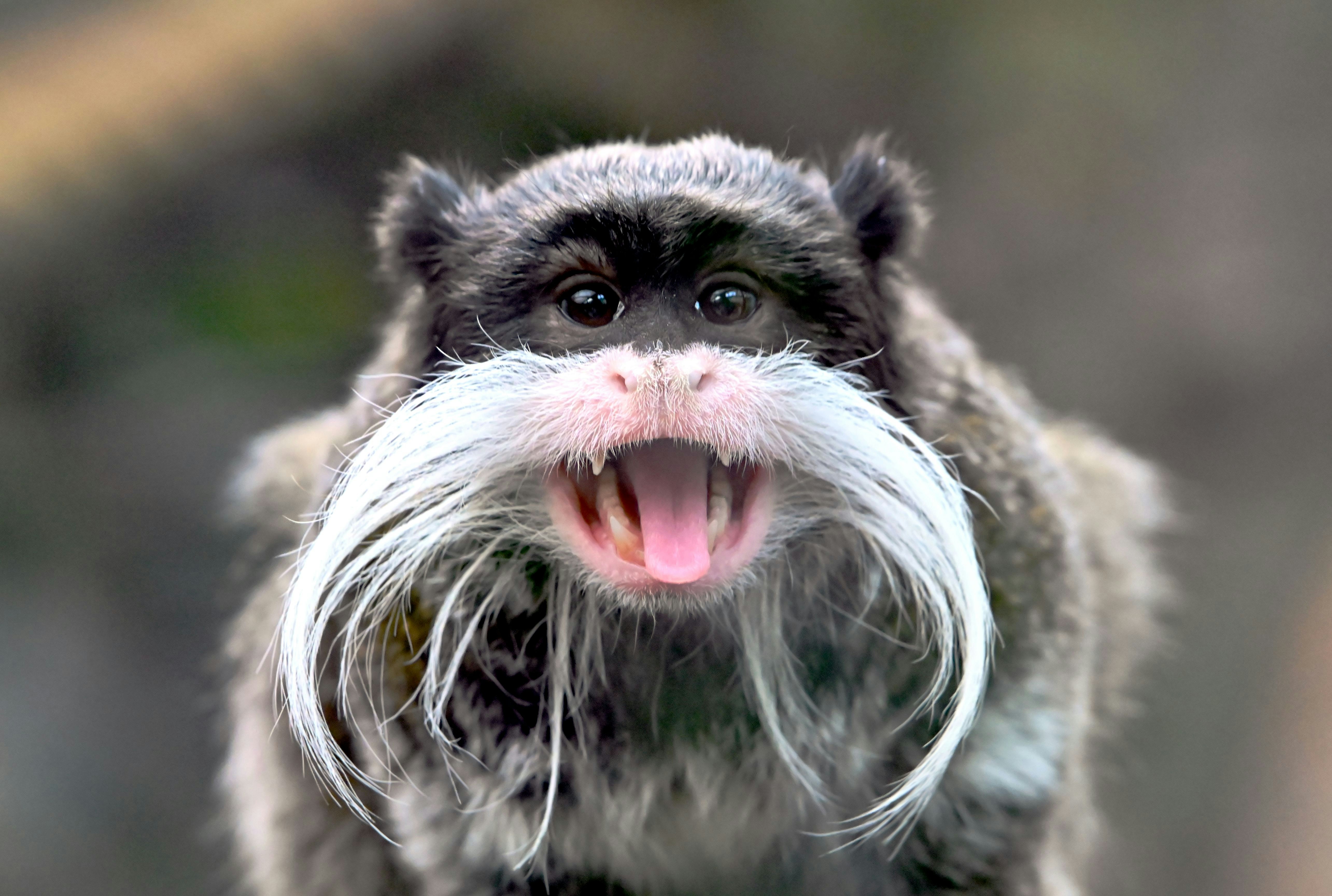 A close up of a monkey with a moustache photo Free Animal Image on